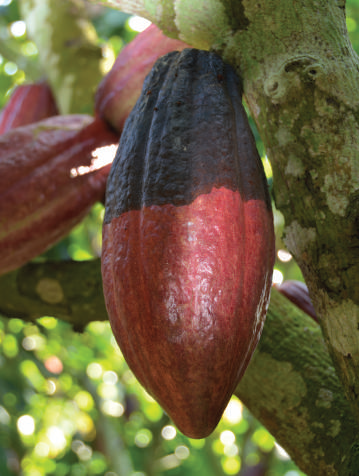 Pest And Diseases Yara Ghana - 