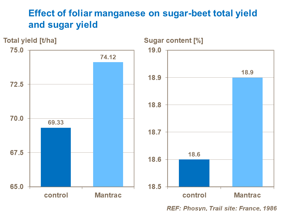 Effect of foliar manganese on sugar-beet total yield and sugar yield