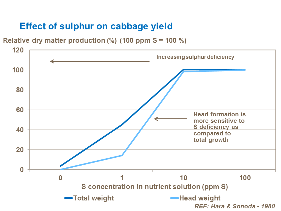 Effect of sulphur on cabbage dry matter