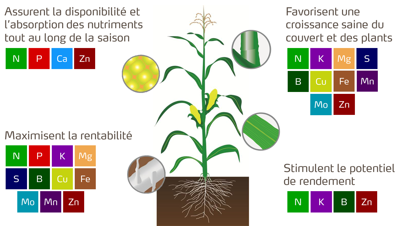 corn plant growth stages