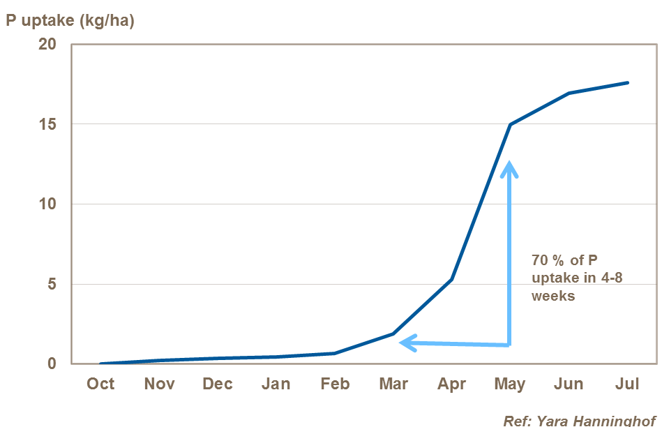 Phosphate uptake in barley